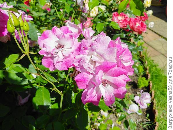 Brilliant pink iceberg