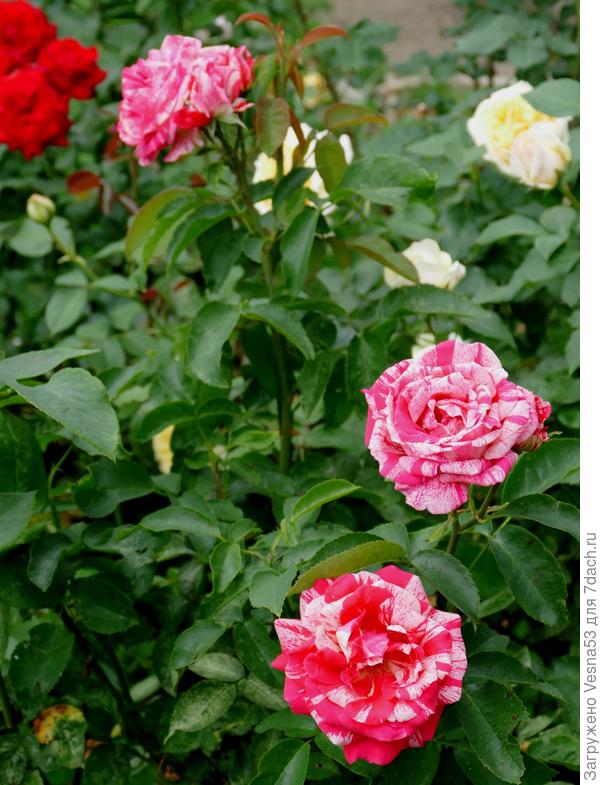 Папагено, тоже второгодка