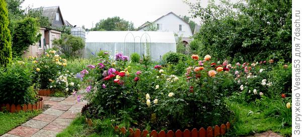 Общий вид на розы