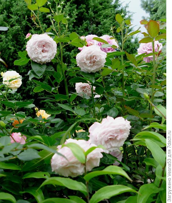 Роза-Очарование, моё прошлогоднее приобретение