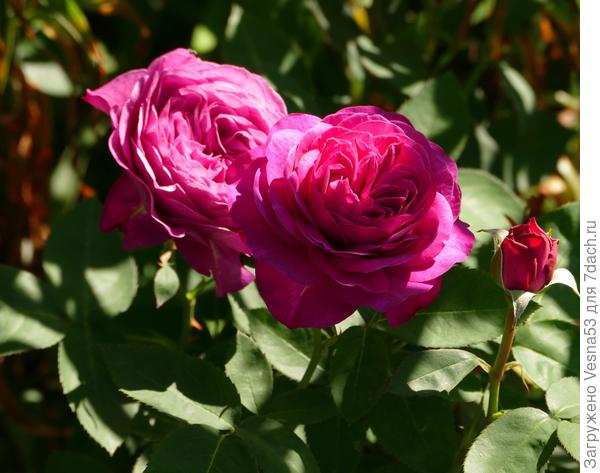 Она же в полном роспуске