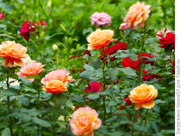 Belle Epoque на переднем плане