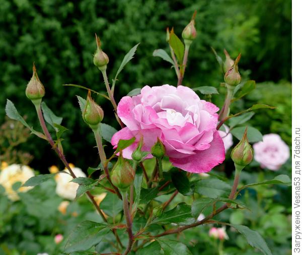 Первый цветок