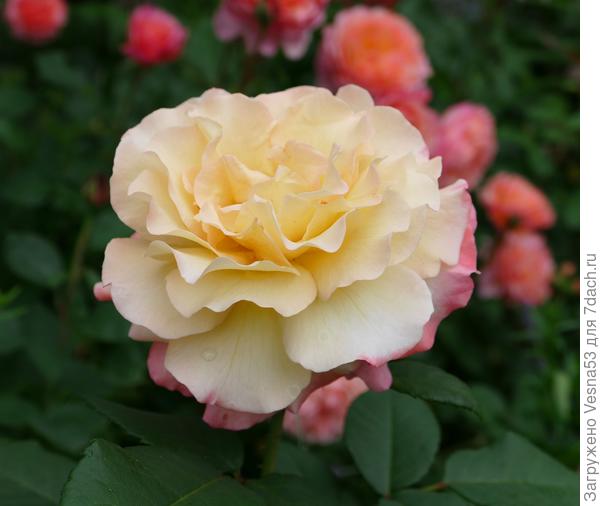 Она же, только раскрылась