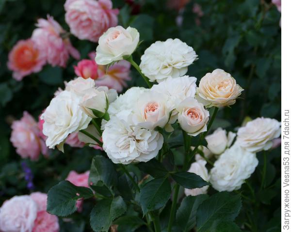 Пастелла, моя давняя красотка