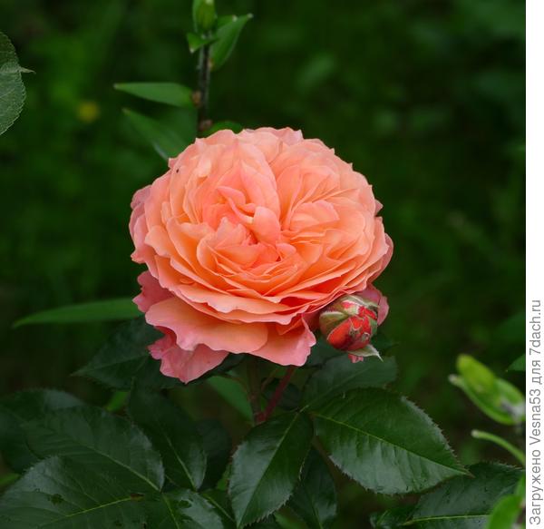 Бельведер, прекрасный шраб