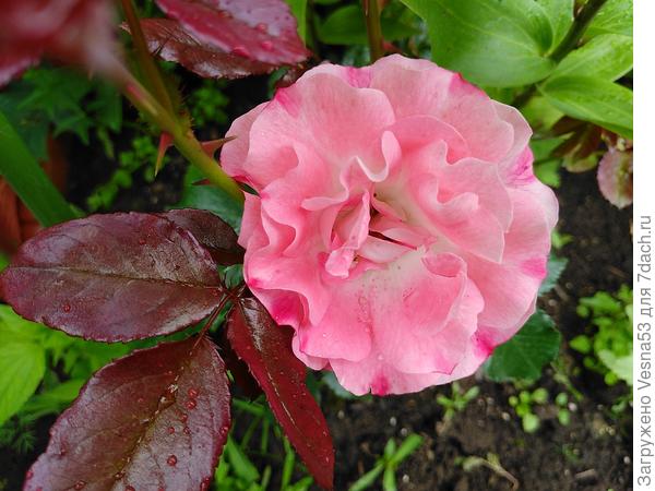 Розенштадт Фрайзинг