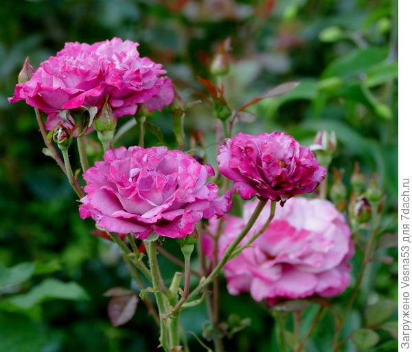 И вся кисть целиком