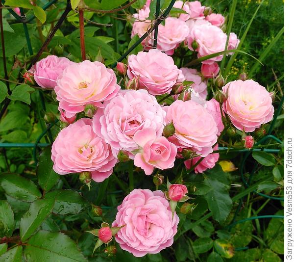 Heavenly Hink, мускусный гибрид