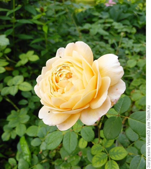 Уильям Шекспир