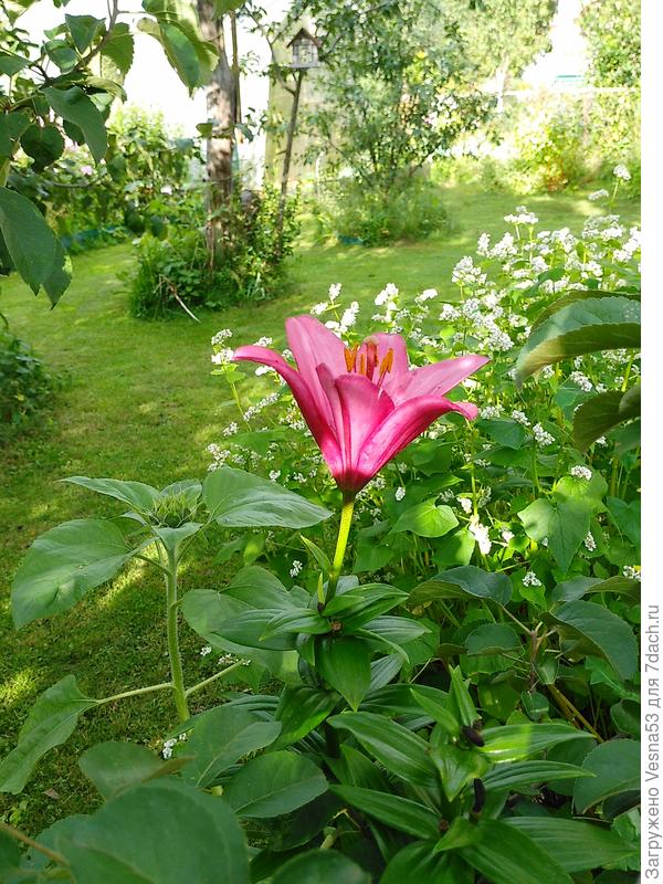 Азиатка &amp;quot;Адмирал&amp;quot;