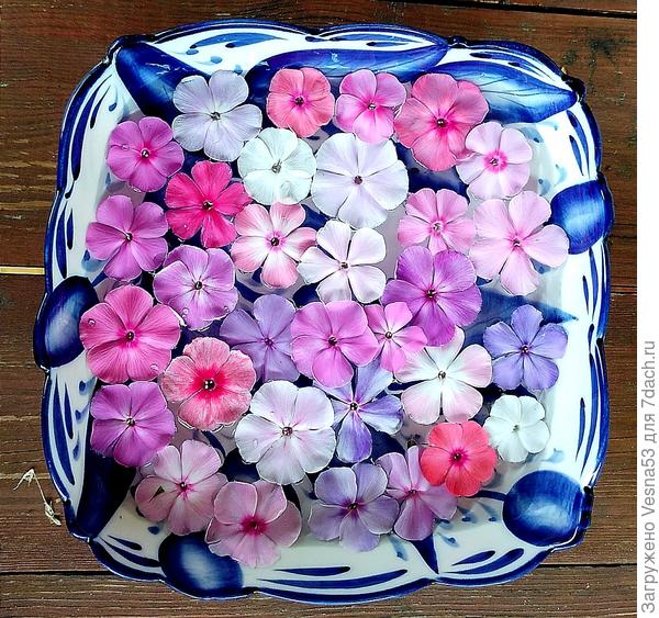 Флоксы, с куста по цветочку