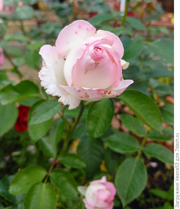 Юбилей принца Монако собирается раскрыться