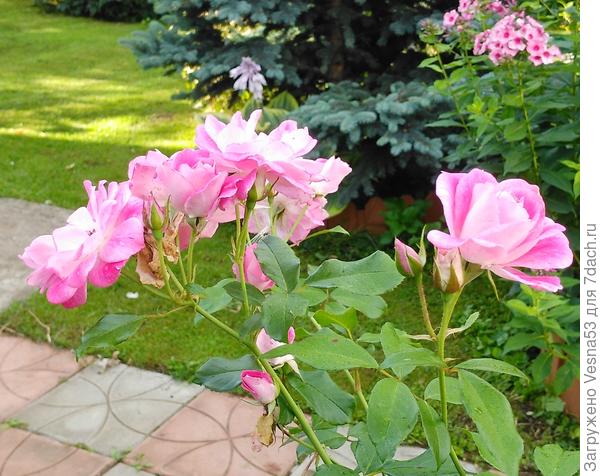 Brilliant Pink Iceberg