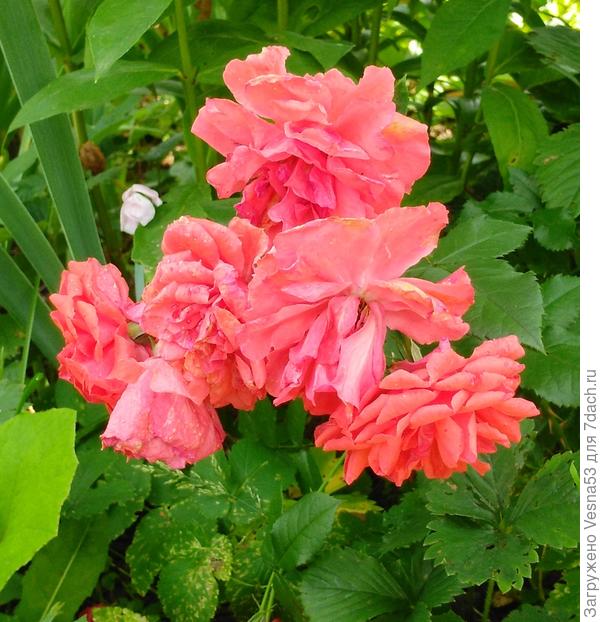 И эту забыла, но почти уже нашла название