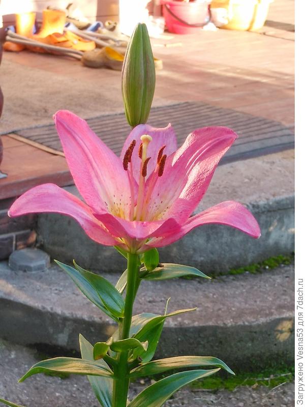 Это самая живучая из стареньких. Розовая LA - гибрид.