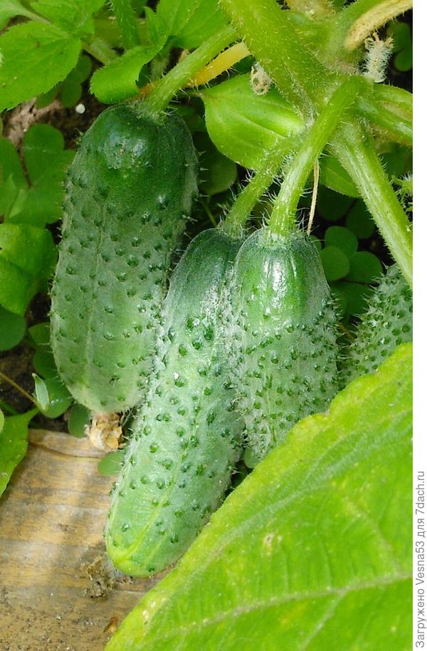 Огурцы в ОГ