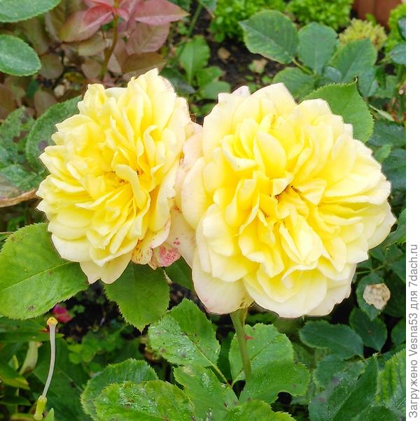 Безымянная из Голландии