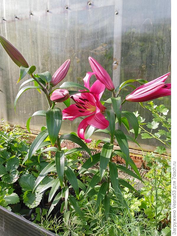 ОТ  &amp;quot;Пурпурный принц&amp;quot;