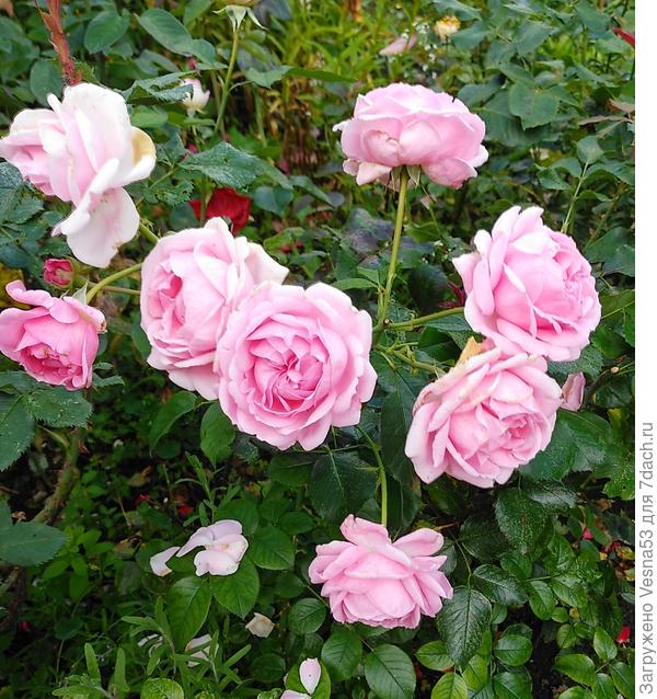 Название пока не вспомнила