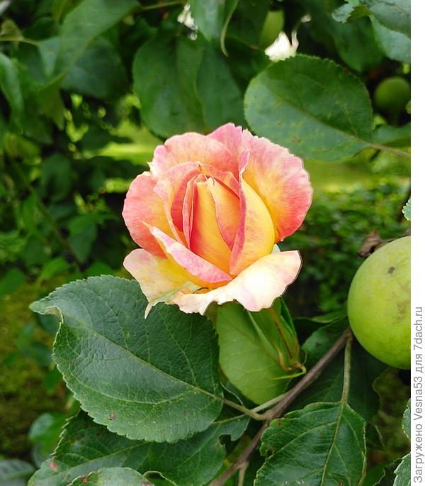 Бутон розы "La Parisienne"