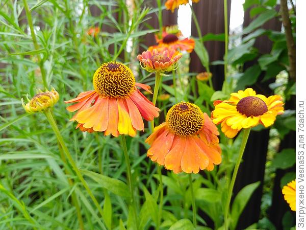 Гелениумы разные. Этот - сорт хамелеон, на одной ветке разные цветы