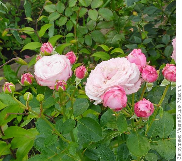 "Роза Очарование", немецкие названия не умею писать и произносить