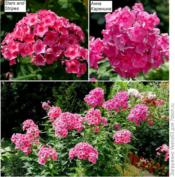 Этот микс возле хвойных, нашла названия в записях.