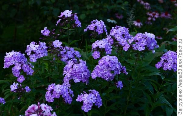 При солнечном цвете этот флокс почти розовый