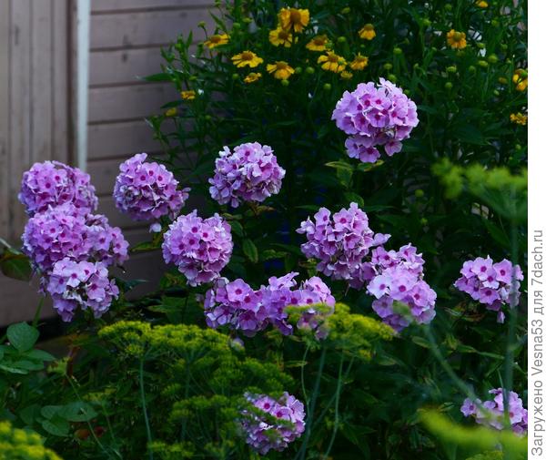 И этот не помню, возможно это Румяный, но не точно