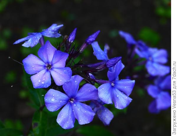 Блю парадайз