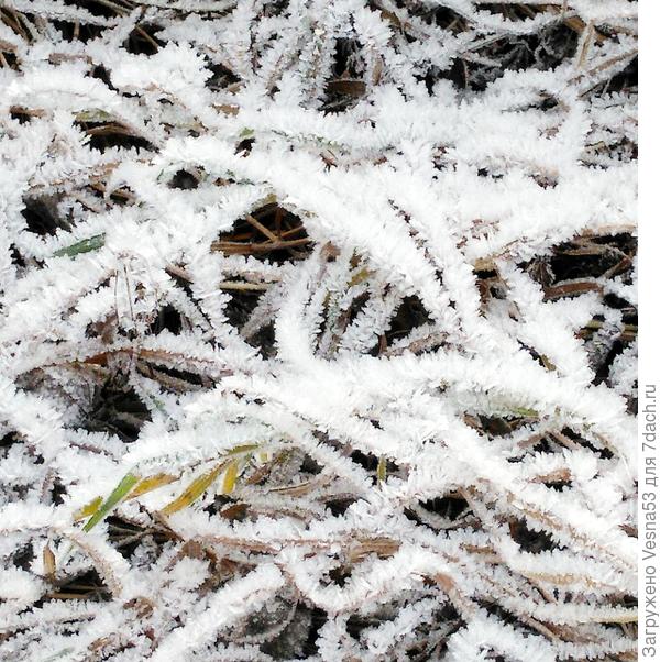 Просто иней на траве