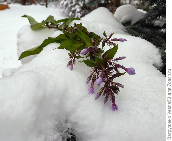 И цветочки запоздалые...