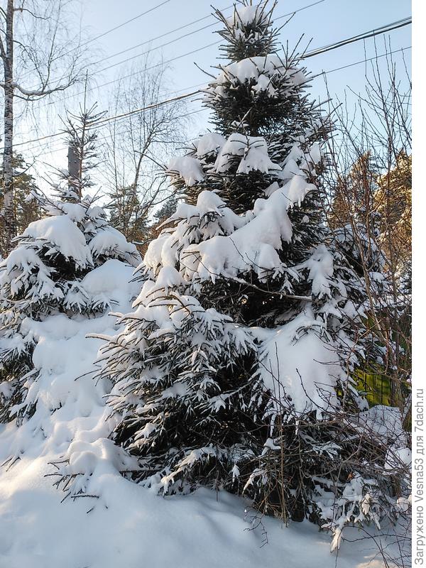 Просто Ёлка