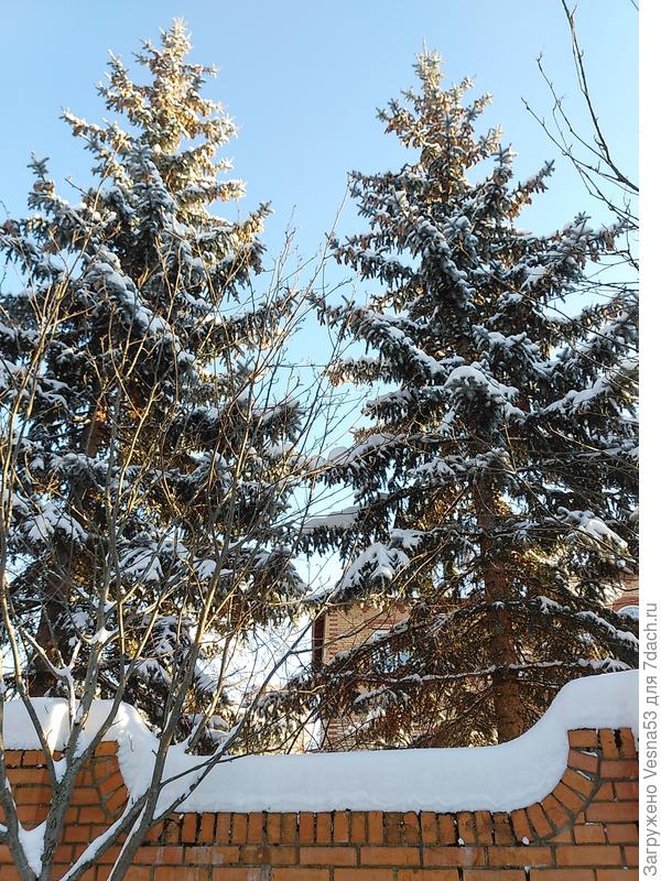 Ёлки с шишками