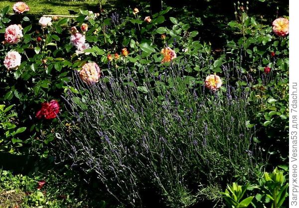 Начало цветения, конец июня 2020г