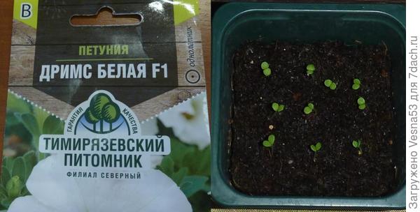 Всходы петунии 11 февраля