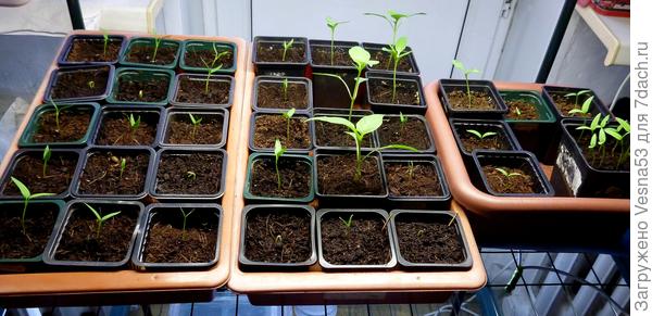 Всходы сладкого перца, 6 марта