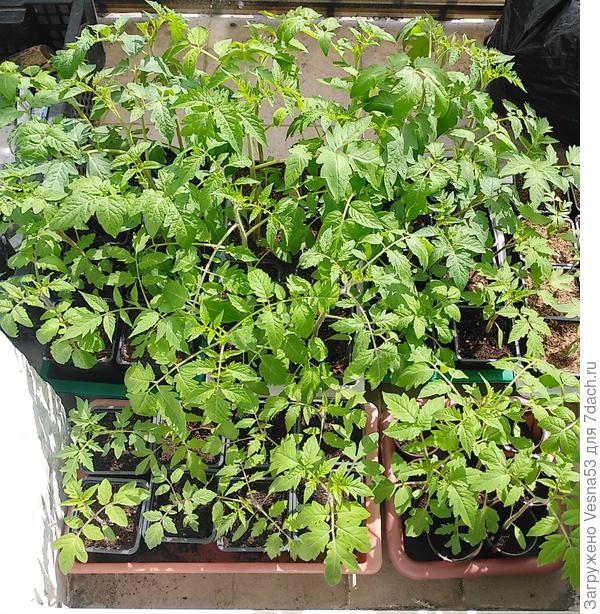 Рассада томатов, 4-й день проветривания