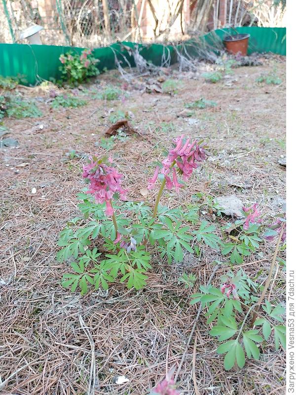 Живут своей жизнью, растут и цветут где вздумается