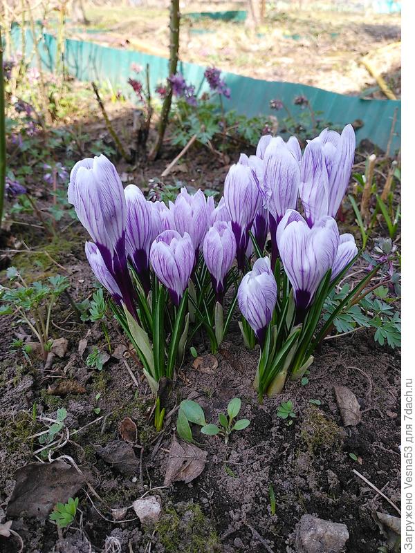 Крокусы среди раскрытых после зимы роз