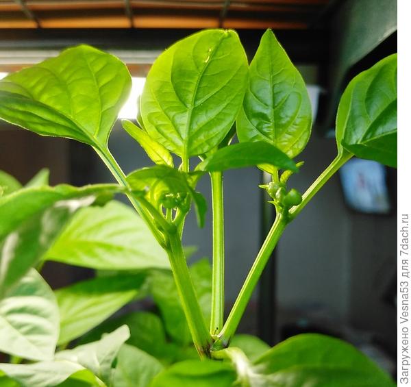 Некоторые собираются цвести. Рано!