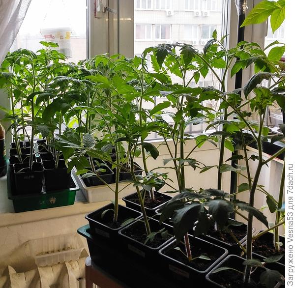 Томаты. Первая-вторая партии посева. От посевов в среднем полтора месяца. Тоже спешат куда-то...