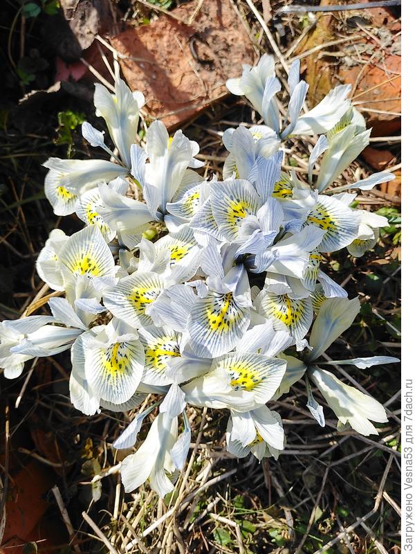 Ирис сетчатый, Катарина Ходжкин, во всей красе
