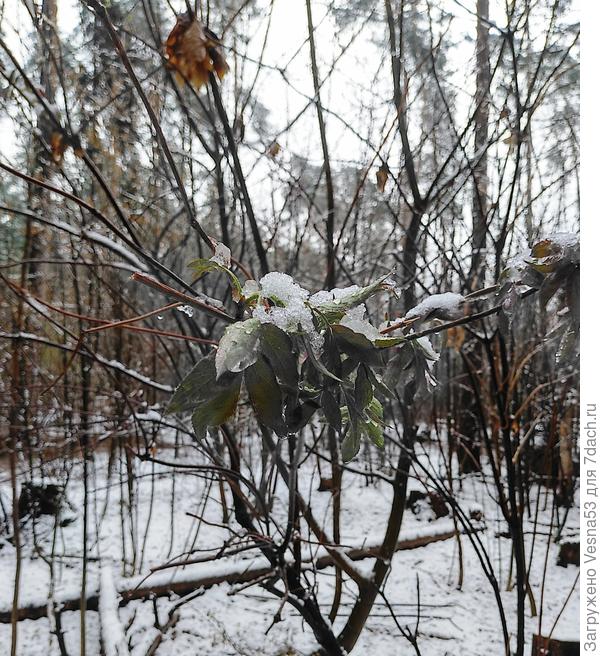 Снег на распустившихся листьях бузины