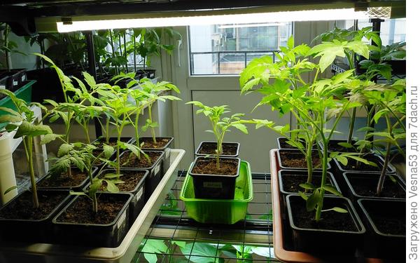 Это рассада - из третьего посева, от 17 марта, пока умещаются на стеллаже, но это ненадолго