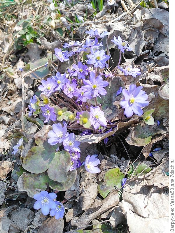 Печеночница в цвету