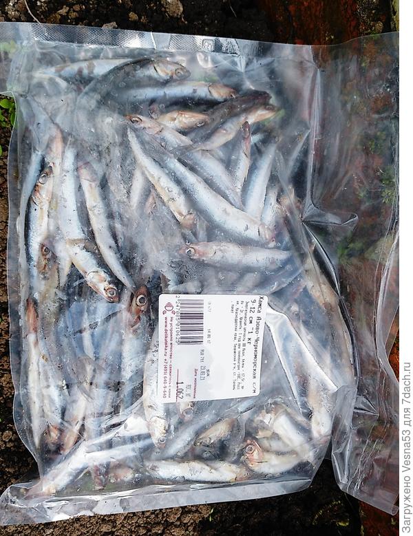 Хамса азовская