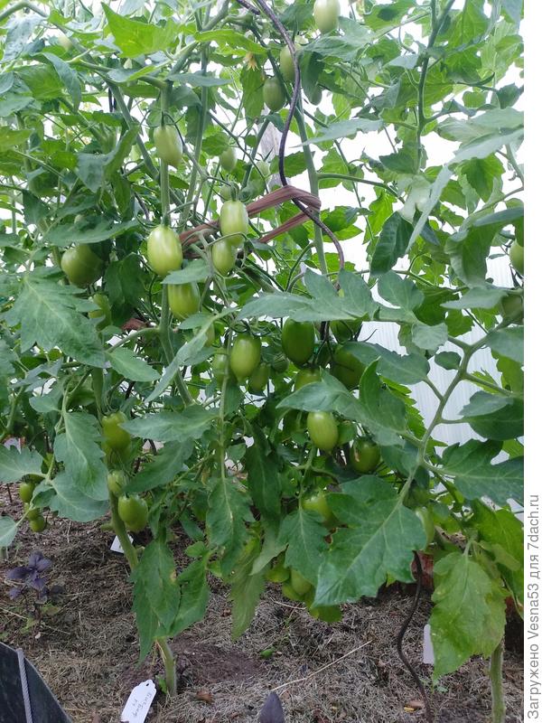 Куст целиком.