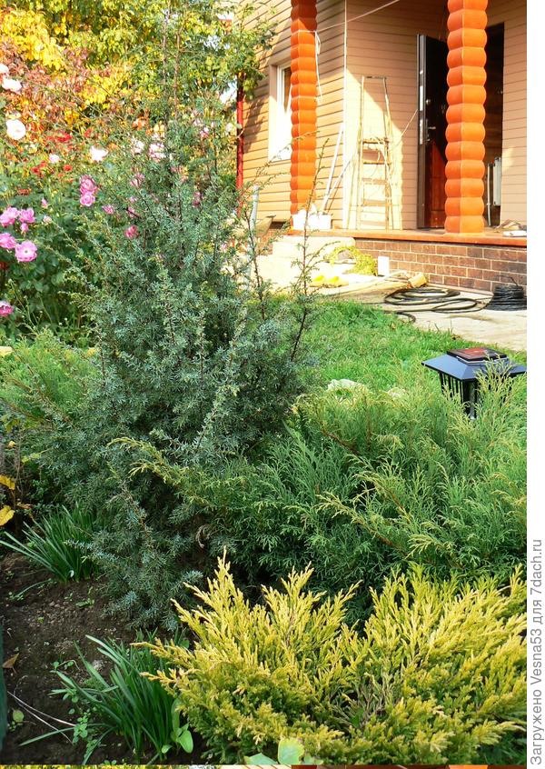 Хвойные, осень 2011 г.